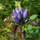bottle gentian GALL FLOWER blue PERENNIAL GroCo 570 SEEDS