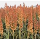 Sorghum 1 pound Seeds Rox Orange Syrup Cane Non-GMO Heirloom