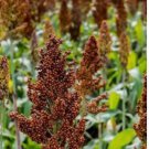 150 SEEDS Red Milo, Grain Sorghum,Organic~Non-GMO.