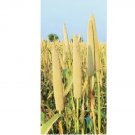Pearl Millet Grass 300 Seeds for Planting Ornamental Grass