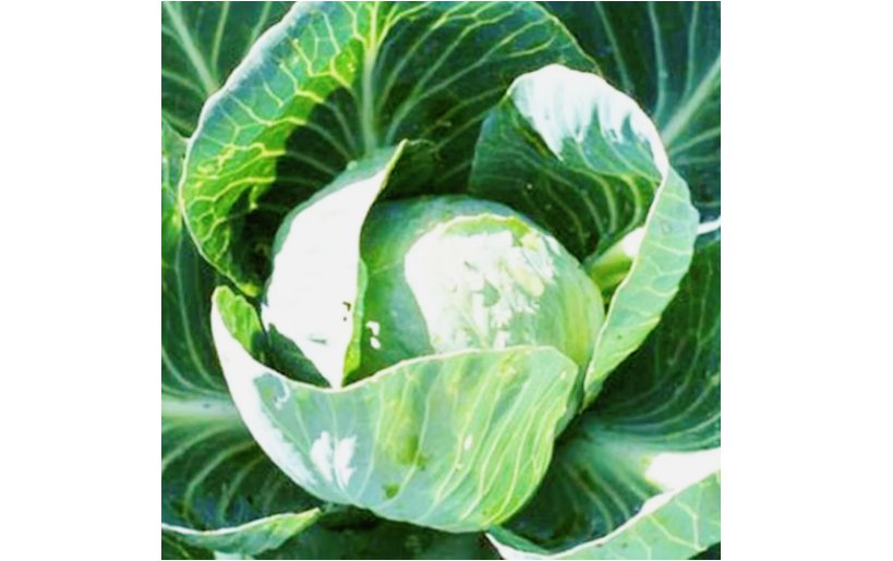 ll Seasons Cabbage - Non-GMO Heirloom and Vegetable. Fresh 500+ Seeds
