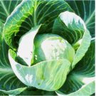 ll Seasons Cabbage - Non-GMO Heirloom and Vegetable. Fresh 500+ Seeds