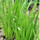 Garlic Chives 50 Seeds | NON-GMO