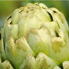 Green Globe Artichoke 10 Seeds | Heirloom Artichoke Seeds | NON-GMO