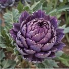 Artichoke 3g Seeds - Purple Romagna: Non-GMO