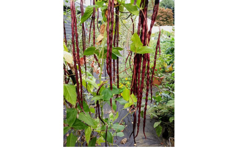 Red Yard Long Bean 150 Seeds, NON-GMO, Chinese Red Noodle, Extra Long
