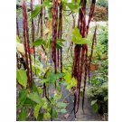 Red Yard Long Bean 150 Seeds, NON-GMO, Chinese Red Noodle, Extra Long