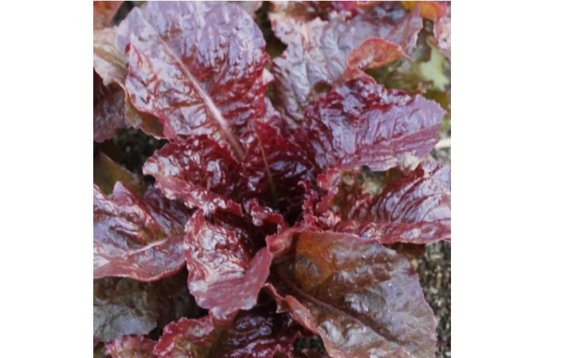 Ruby Leaf Lettuce 500 Seeds, Deep Red, Summer Salad, NON-GMO