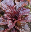 Ruby Leaf Lettuce 500 Seeds, Deep Red, Summer Salad, NON-GMO