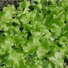 reen Salad Bowl Leaf Lettuce 500 Seeds, NON-GMO