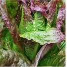 Red Romaine Lettuce 500 Seeds, Caesar Salad, NON-GMO
