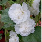 Chaters Double White Hollyhock 10 Seeds | Non-GMO Chaters Double White Hollyhock 10 Seeds | Non-GMO