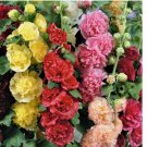 Summer Carnival Mix Hollyhock 25 Seeds | Non-GMO
