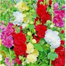 GIANT HOLLYHOCK HUMMINGBIRD SPRING MIX PLANTING FLOWERS BORDERS BEES 100 SEEDS GIANT HOLLYHOCK HUMMINGBIRD SPRING MIX PLANTING FLOWERS BORDERS BEES 100 SEEDS