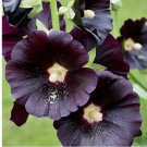 Nigra Hollyhock 25 Seeds | Non-GMO