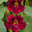 Black Velvet Nasturtium 10 Seeds | Non-GMO