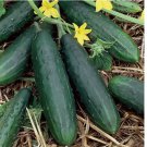 Spacemaster Cucumber 50 Seeds | Non-GMO