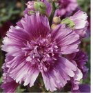 Queeny Purple Hollyhock 20 Seeds | Non-GMO