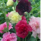 50 SEEDS Hollyhock MAJORETTE DOUBLE MIX Dwarf Biennial Pollinators USA Non-GMO