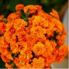 100 SEEDS French Marigold TANGERINE DOUBLE DWARF Beneficial Plant Non-GMO