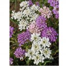 Globe Candytuft 200  Seeds, Iberis umbellata, Beautiful Colorful Blooms