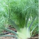 FLORENCE FENNEL 200 SEEDS (Foeniculum vulgare) Herbs Garden Seeds