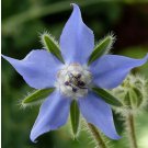 Borage  100 Seeds | Heirloom - Non-GMO
