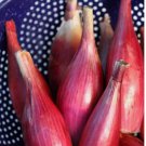 Italian Red Torpedo Onion 150 Seeds, NON-GMO, Rossa di Tropea Italian Red Torpedo Onion 150 Seeds, NON-GMO, Rossa di Tropea