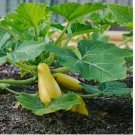 Prolific Straightneck Summer Squash 15 Seeds,NON -GMO