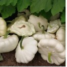 White Bush Scallop Summer Squash 20 Seeds, NON-GMO, White Patty Pan