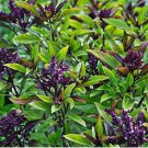 Siam Queen Thai Basil 250 Seeds, NON-GMO, Clove Scent & Flavor, Best Thai