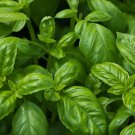 Sweet Basil 250 Seeds, NON-GMO, Common Basil, Easy Grow Herb