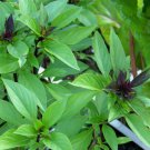 250 SEEDS Thai Basil, Horapha, Hun Que, Anise, NON-GMO