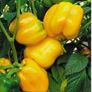 50 SEEDS Canary Yellow Sweet Bell Pepper, NON-GMO