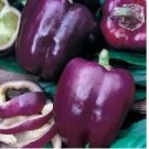 Purple Beauty Bell Pepper 50 Seeds, Sweet, NON-GMO