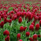Clover CRIMSON RED Flower 1200 Seed. Pollinator Food, Heirloom, Non-GMO