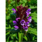 Allheal 1000 Seeds - Prunella vulgaris - Medicinal Herb - Heal All