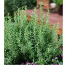 Rosemary 50 seeds Evergreen shrub Culinary Perennial Garden Container Herb USA