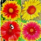 BLANKET FLOWERS HUMMINGBIRD MIX 600 SEEDS | PERENNIAL SUNFLOWER