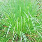 400 SEEDS LEMON GRASS MOSQUITO INSECT REPELLENT FRESH NON-GMO USA