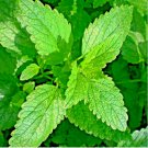 LEMON BALM CITRONELLA PERENNIAL 1500 SEEDS MOSQUITO INSECT REPELLENT NON-GMO US