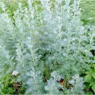 WORMWOOD ABSINTHE 3000 SEEDS SPRING PERENNIAL MOSQUITO PESTS DEER REPELLENT USA