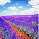 LAVENDER VERA 1200 SEEDS SPRING MOSQUITO INSECT REPELLENT PERENNIAL NON-GMO USA