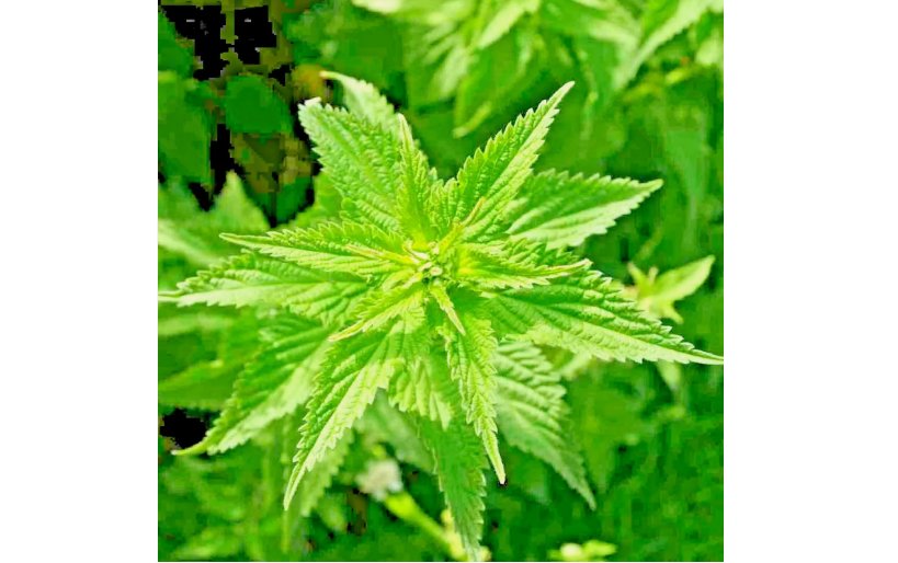 STINGING NETTLE 2000 SEEDS HEIRLOOM SPRING PERENNIAL HERB MEDICINAL POLLINATORS