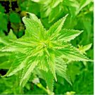 STINGING NETTLE 2000 SEEDS HEIRLOOM SPRING PERENNIAL HERB MEDICINAL POLLINATORS
