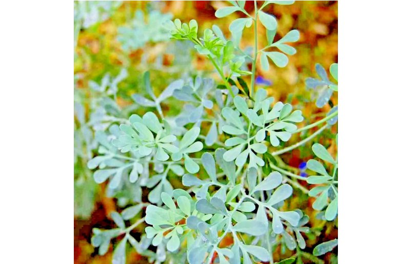 INSECT PEST REPELLENT SPRING HEIRLOOM HERBS FLEA MEDICINAL USA 300 SEEDS