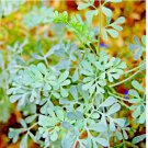 INSECT PEST REPELLENT SPRING HEIRLOOM HERBS FLEA MEDICINAL USA 300 SEEDS