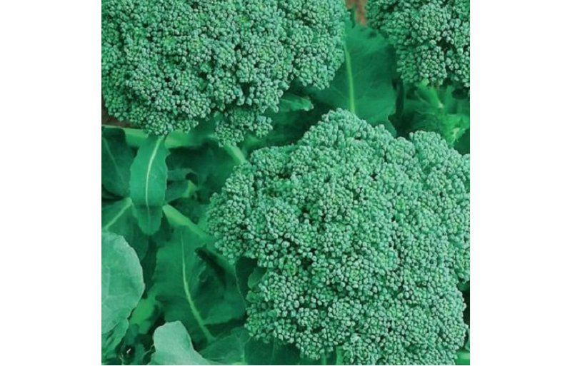 Broccoli 50 Seeds | NON-GMO