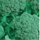 Broccoli 50 Seeds | NON-GMO
