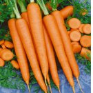 1000 SEEDS Tendersweet Carrot Vegetable Garden NON-GMO